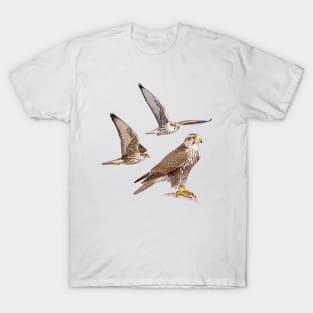 Saker Falcon T-Shirt